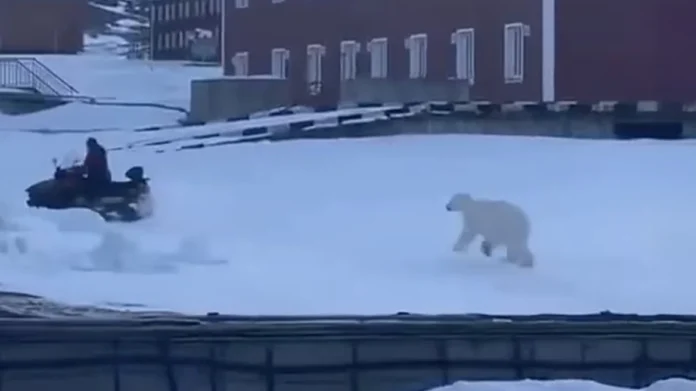 ΑΝΔΡΑΣ ΠΟΛΙΚΗ ΑΡΚΟΥΔΑ