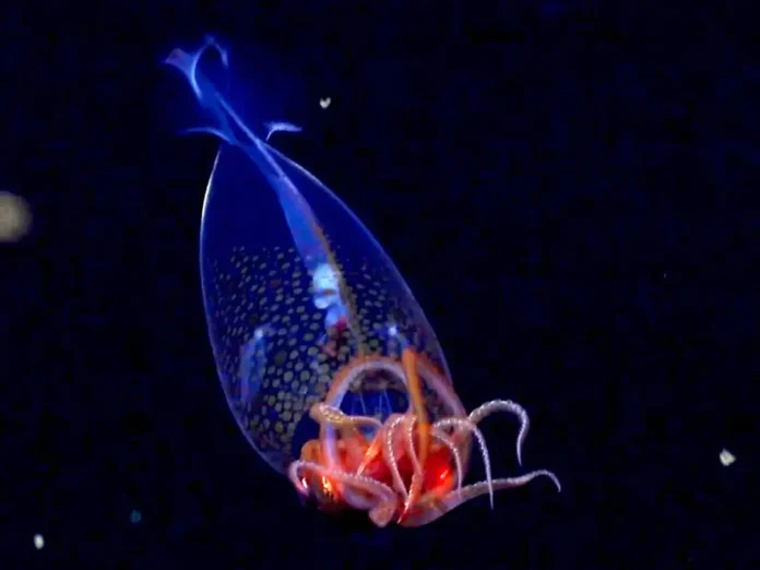 ΚΑΛΑΜΑΡΙ ΚΟΛΟΣΣΙΑΙΟ