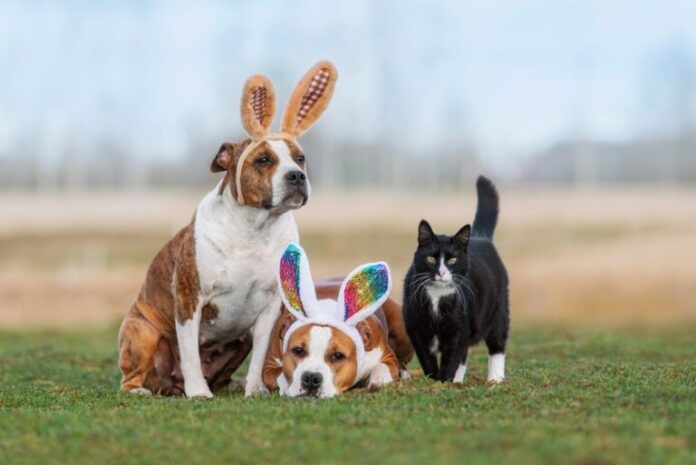 Two,Dogs,With,Bunny,Ears,On,Their,Heads,Together,With