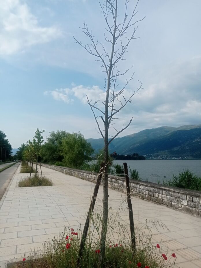 ΔΕΝΤΡΑΚΙΑ ΛΙΜΝΗ1