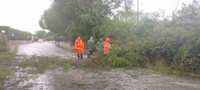 ΚΑΤΣΙΚΑ ΠΤΩΣΗ ΔΕΝΤΡΟΥ2