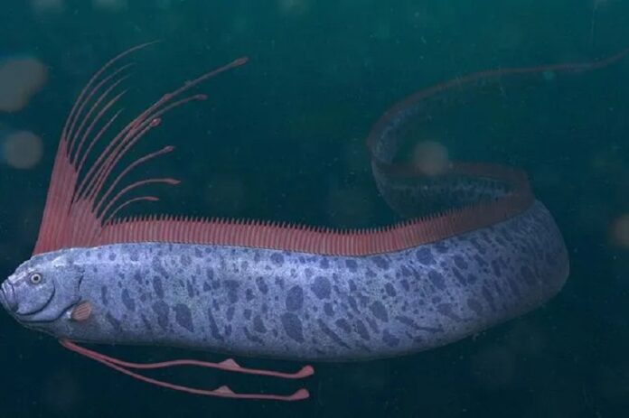 ΨΑΡΙ ΤΑΣΜΑΝΙΑ