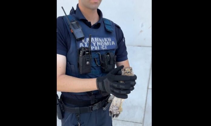 ΑΣΤΥΝΟΜΙΚΟΣ ΓΕΡΑΚΙ