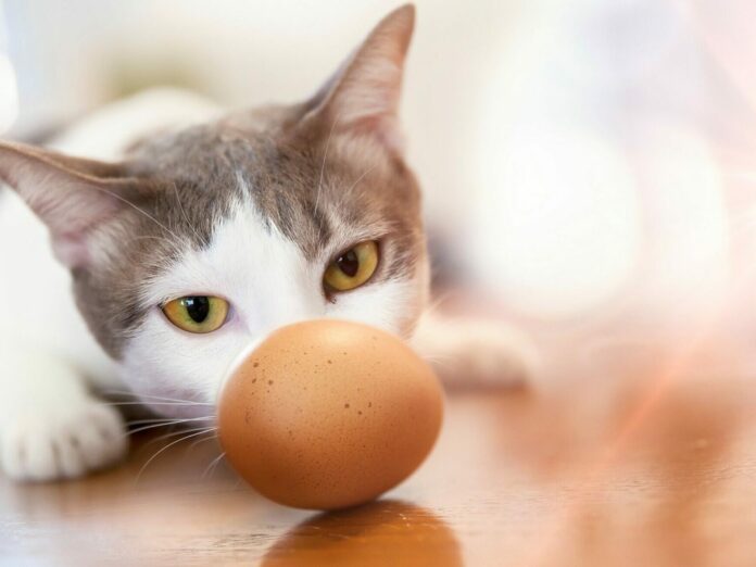 Angry,Cats,With,Eggs