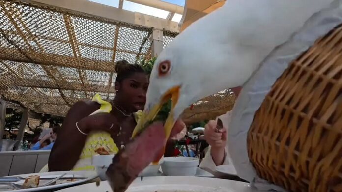 ΓΛΑΡΟΣ ΚΑΝΝΕΣ