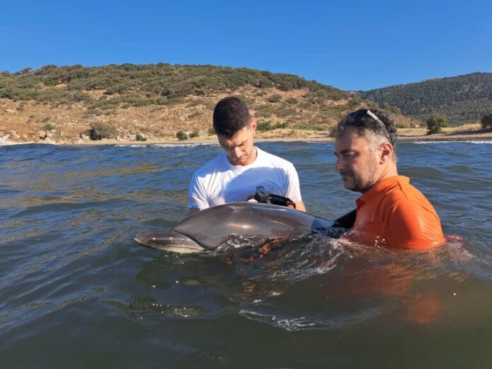 ΖΩΝΟΔΕΛΦΙΝΟ