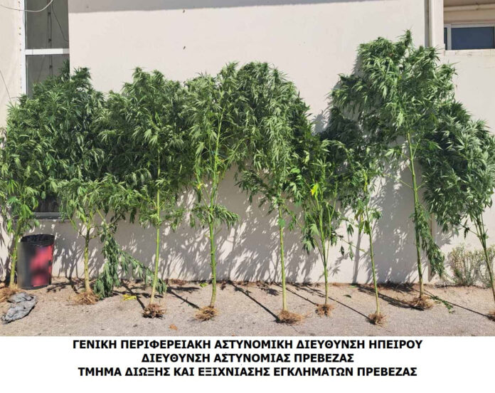 ΠΡΕΒΕΖΑ ΔΕΝΔΡΥΛΛΙΑ